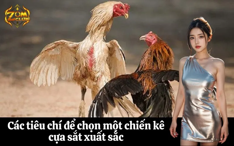 Các tiêu chí để chọn một chiến kê cựa sắt xuất sắc