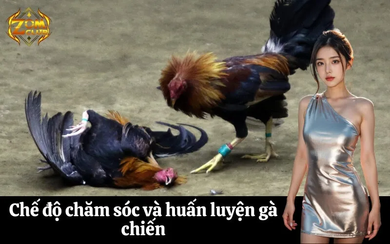 Chế độ chăm sóc và huấn luyện gà chiến