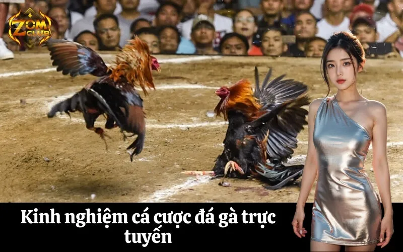 zomclub Kinh nghiệm cá cược đá gà trực tuyến