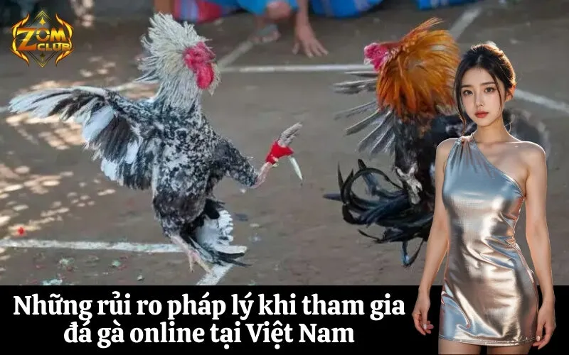 zomclub Những rủi ro pháp lý khi tham gia đá gà online tại Việt Nam